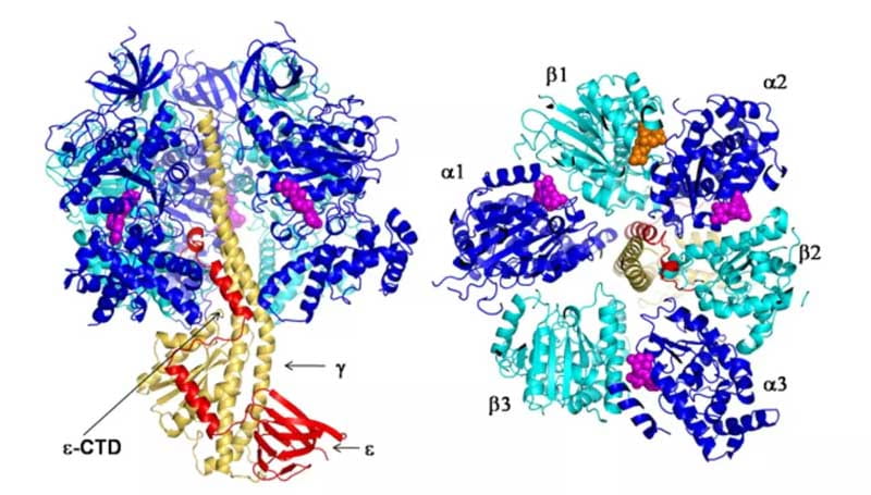 E.coli F1 ATPase inhibited by subunit ε 