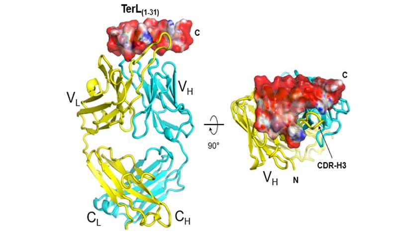 X-ray structure of Fab4 bound to TerL (1-31) 