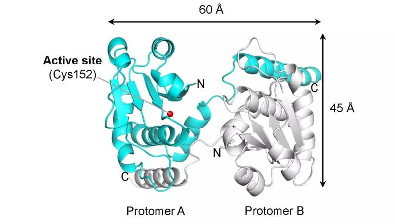 Human p53-phosphatase DUSP26 