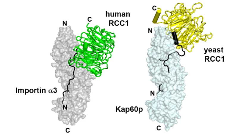 X-ray and SAXS structure of human and yeast RCC1 bound to importin a1/Kap60