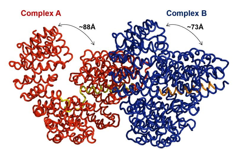 Human-Importin-Beta Open and Close conformation