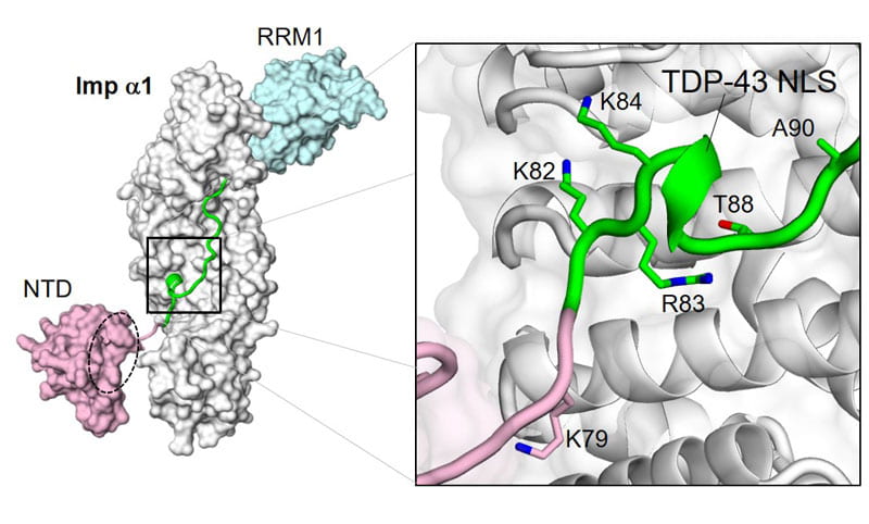 X-ray structure TDP-43 NLS bound to importin a1