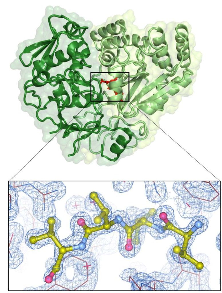 X-ray Structure of Mycobacterium DPP1