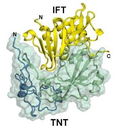 Mycobacterium tubercolosis TNT-IFT