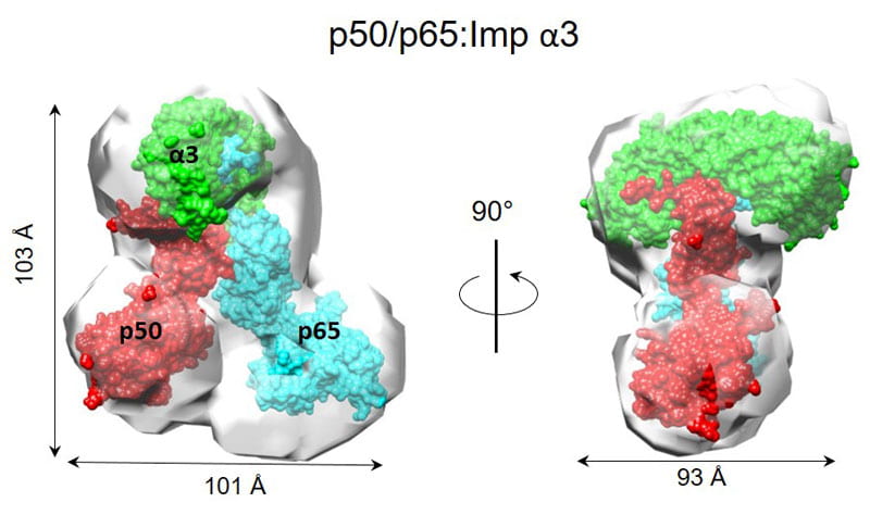 X-ray and SAXS structures of NF-kB p50/p65 bound to importin a3