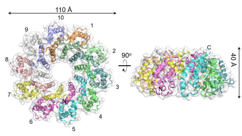 Cryo-EM reconstruction of Pseudomonas-phage E217 TerS