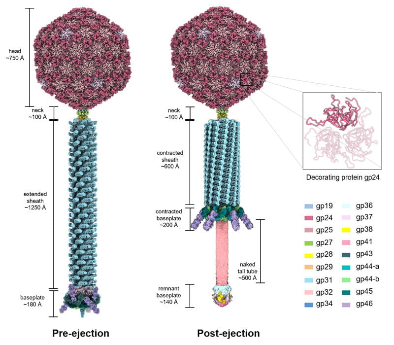 Cryo-EM Reconstruction of Pseudomonas-phage E217