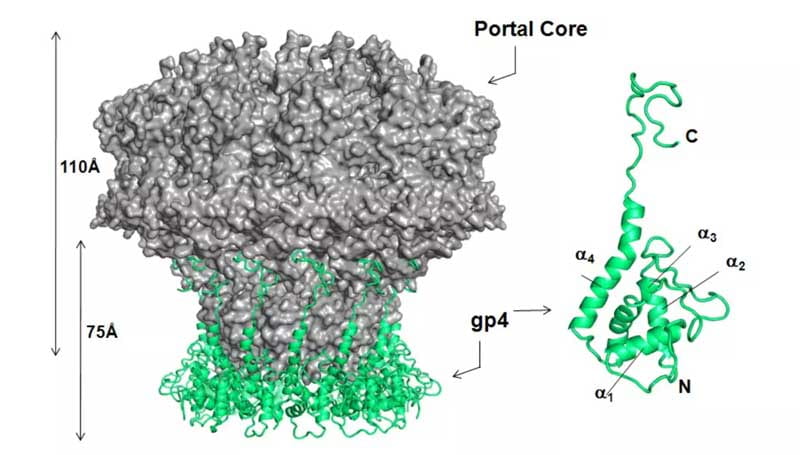 P22 Portal Protein Core bound to twelve GP4s PDB entries: 1VT0,