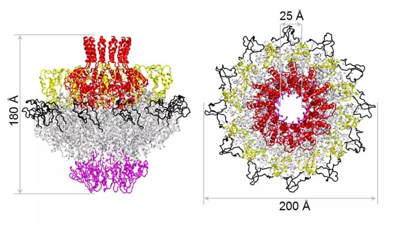 X-ray structure of P22 ProCapsid Portal Protein