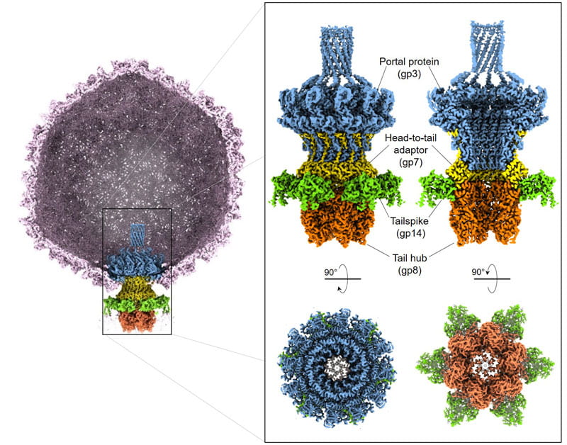Cryo-EM reconstruction of Shigella phage Sf6